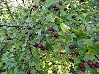 Aubepine (Abbaye de Saint-Michel de Cuxa, P-O, 2017-10) (2)